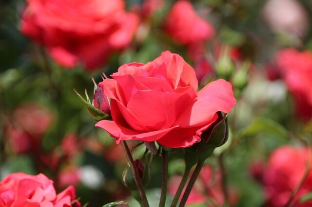 2bP_IMG_1127.jpg