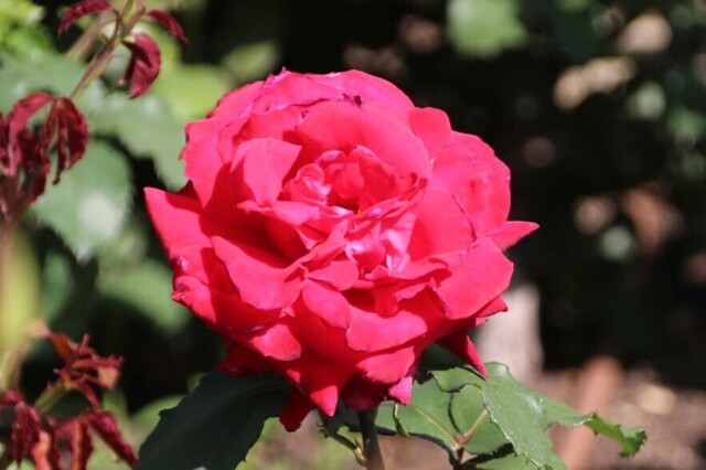 2bP_IMG_1383.jpg