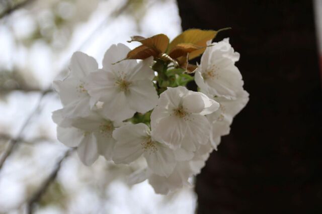 2bP_IMG_4525.jpg