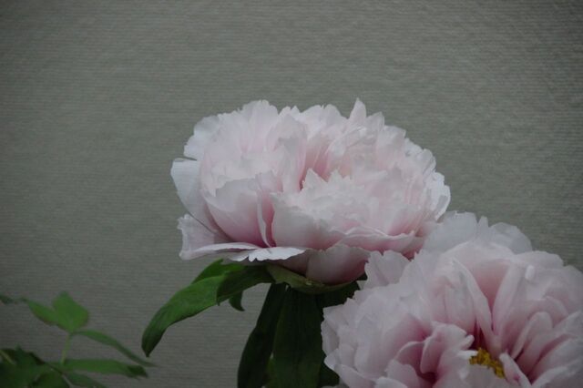 2bP_IMG_7956.jpg