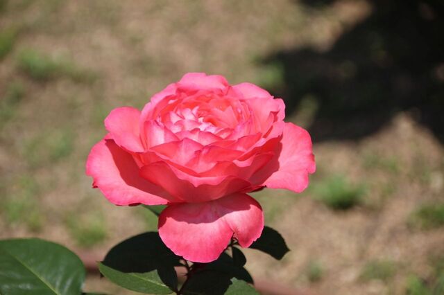 3UP_IMG_1025.jpg