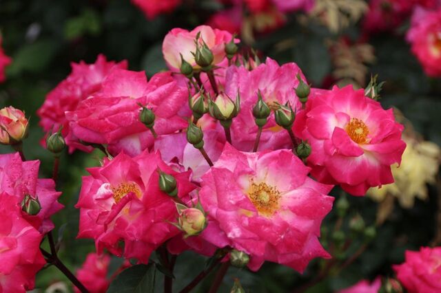 3UP_IMG_7303.jpg