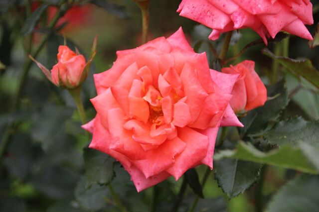3UP_IMG_7333.jpg