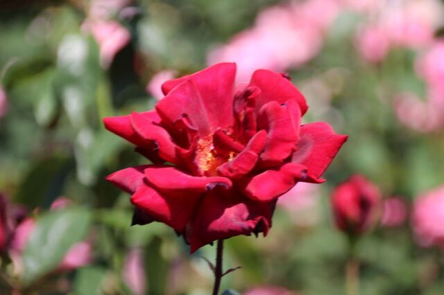 3UP_IMG_9546.jpg