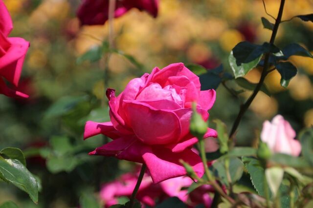 3UP_IMG_9572.jpg