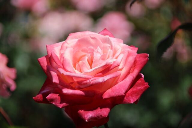 3UP_IMG_9585.jpg
