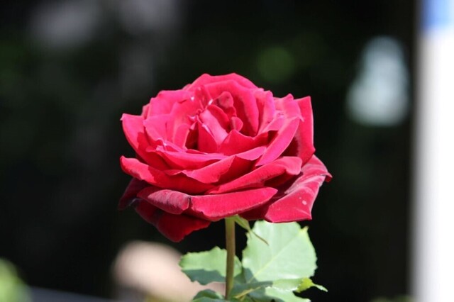 3aP_IMG_3744.jpg