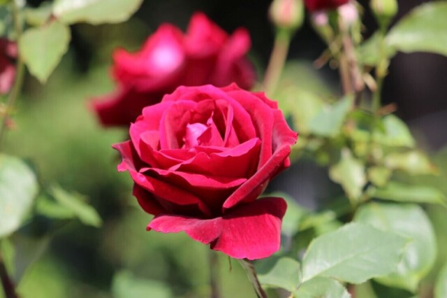 3aP_IMG_3745.jpg