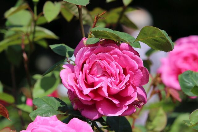 3aP_IMG_4081.jpg