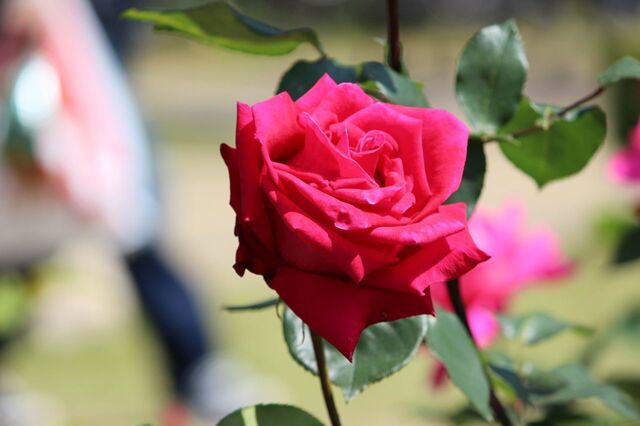 3aP_IMG_4102.jpg