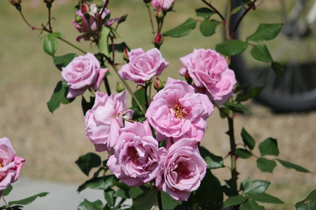 3aP_IMG_4161.jpg