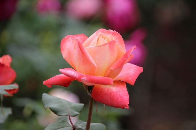 3aP_IMG_7250.jpg