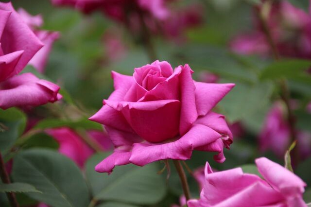 3aP_IMG_7286.jpg