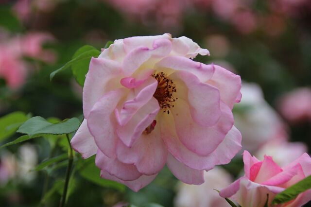 3aP_IMG_7307.jpg