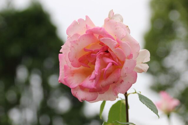 3aP_IMG_7327.jpg