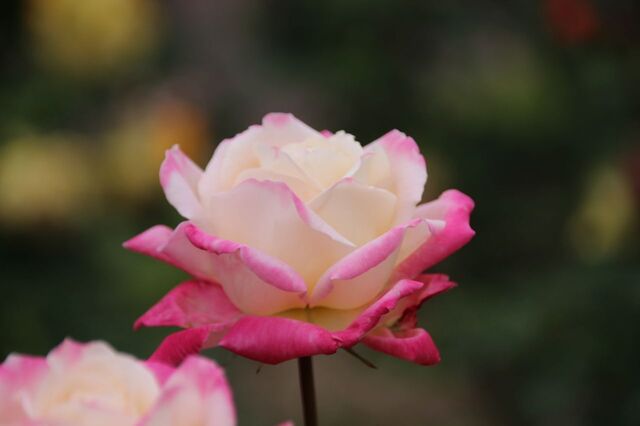 3aP_IMG_7336.jpg