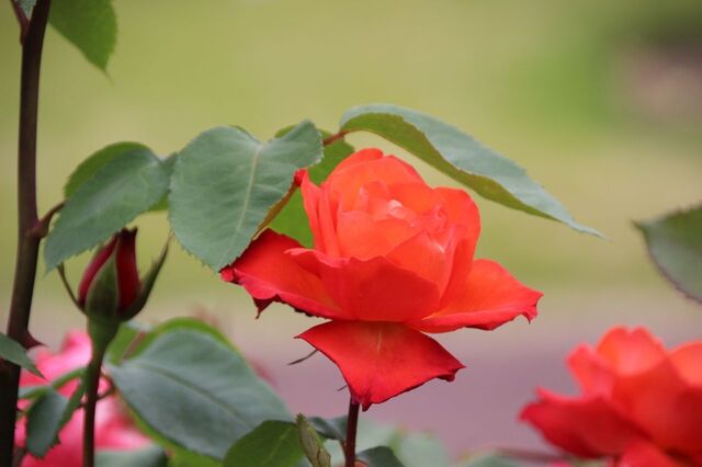 3aP_IMG_7364.jpg