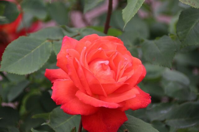3aP_IMG_7372.jpg
