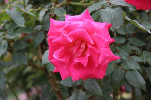 3aP_IMG_7379.jpg