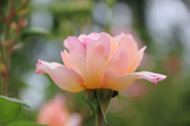3aP_IMG_7764.jpg