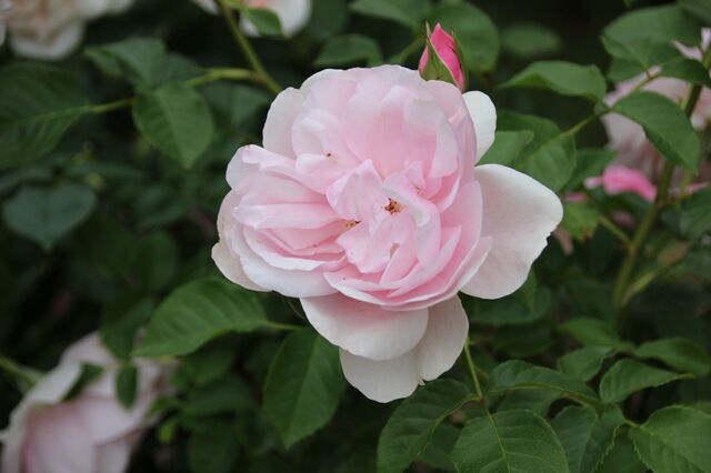 3aP_IMG_7932.jpg