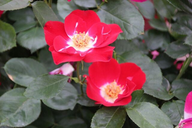 3aP_IMG_7961.jpg