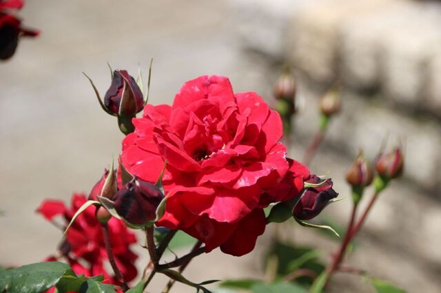 3bP_IMG_0131.jpg