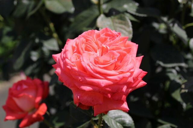 3bP_IMG_0744.jpg