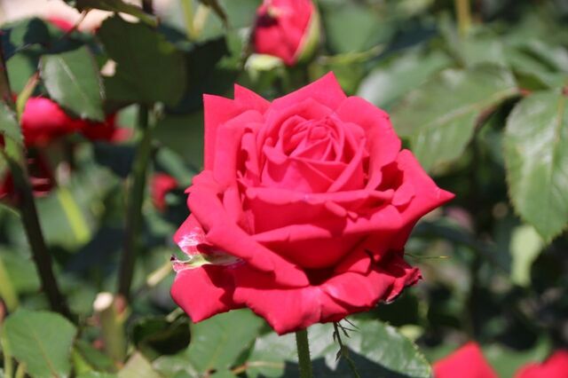 3bP_IMG_0774.jpg