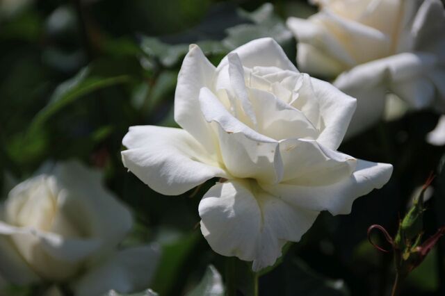 3bP_IMG_0986.jpg