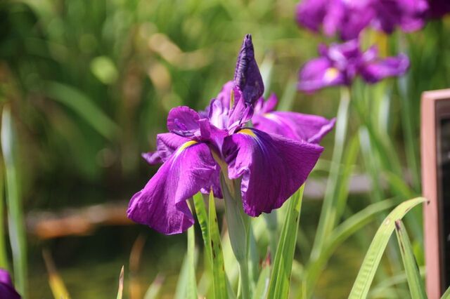 3bP_IMG_1198.jpg