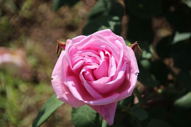 3bP_IMG_1273.jpg