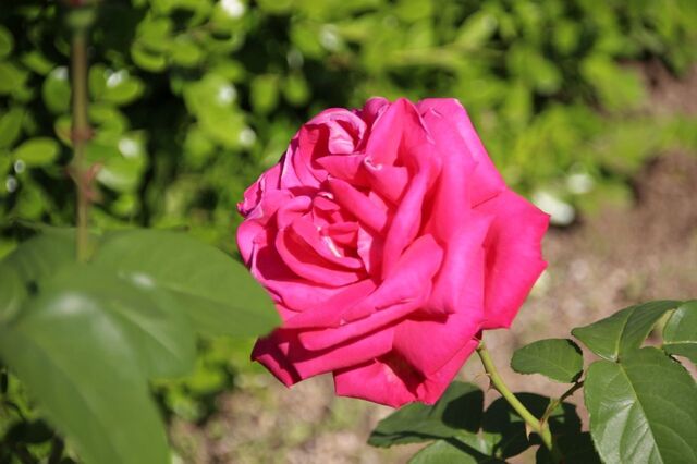 3bP_IMG_1324.jpg