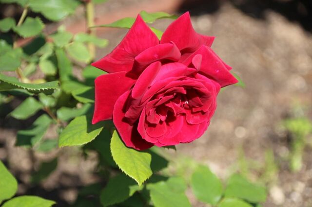 3bP_IMG_1355.jpg