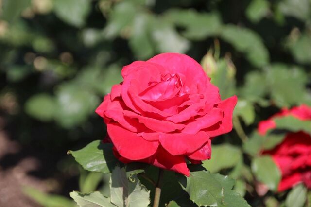 3bP_IMG_1386.jpg