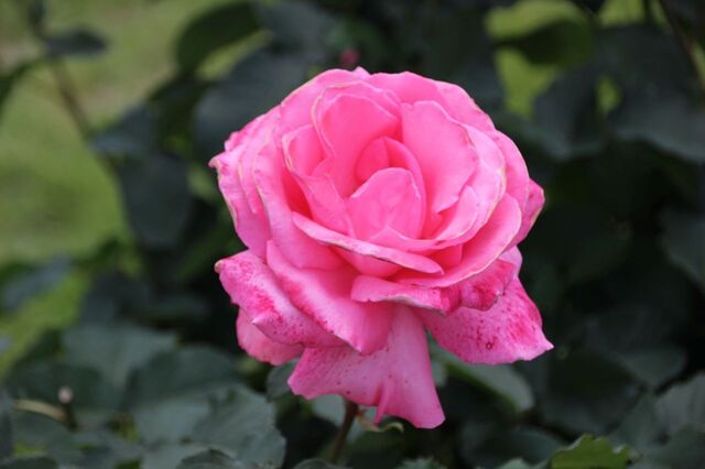 3bP_IMG_2204.jpg