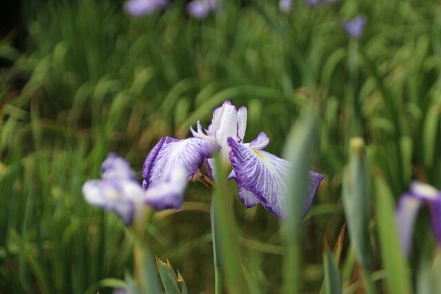 3bP_IMG_2237.jpg