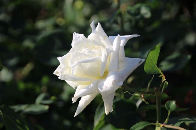 3bP_IMG_2252.jpg