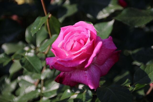 3bP_IMG_2267.jpg