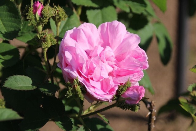 3bP_IMG_2694.jpg