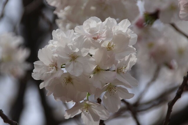 3bP_IMG_4593.jpg
