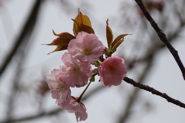 3bP_IMG_4641.jpg