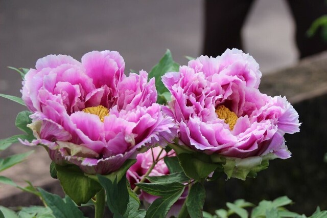 3bP_IMG_7303.jpg