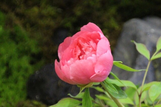 3bP_IMG_7961.jpg