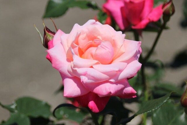 3bP_IMG_9391.jpg