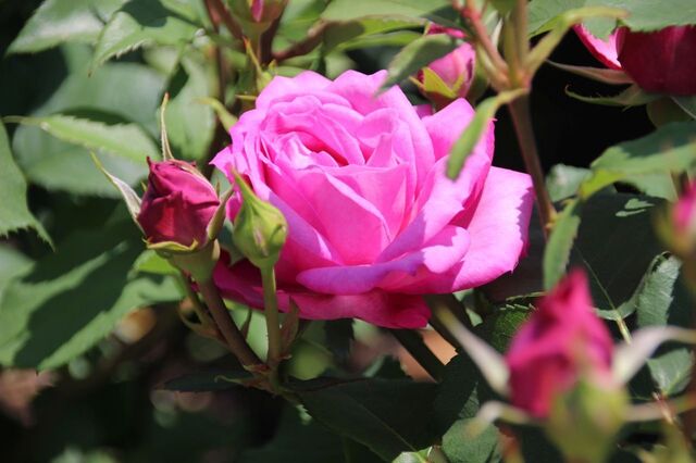 3bP_IMG_9453.jpg