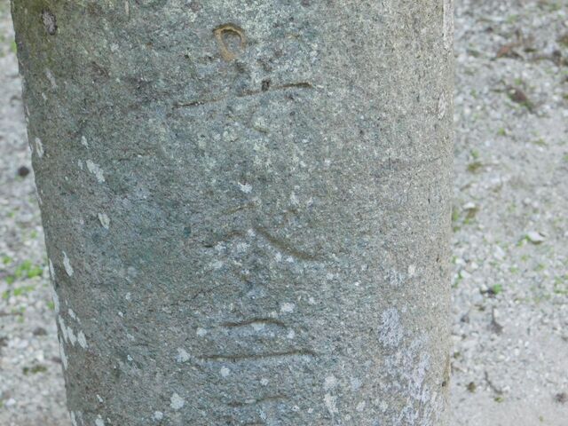 41aP_DSCN1442.jpg