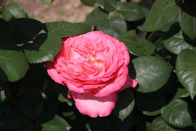 4UP_IMG_1023.jpg