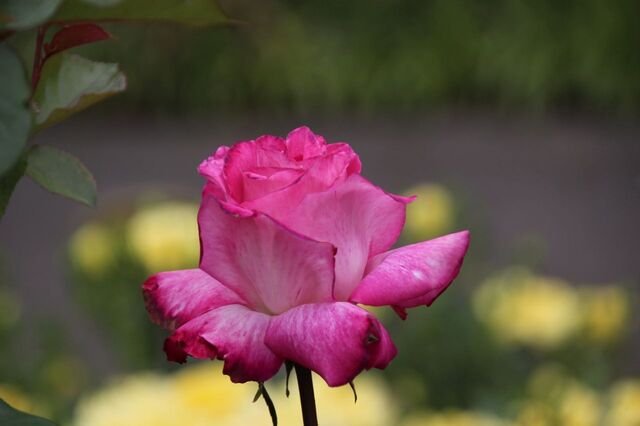 4UP_IMG_1961.jpg