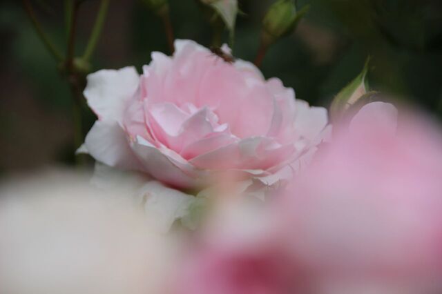4UP_IMG_2183.jpg